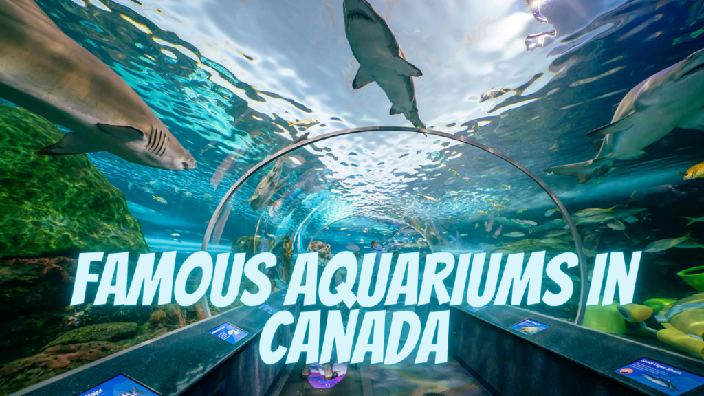 Famous Aquariums in Canada