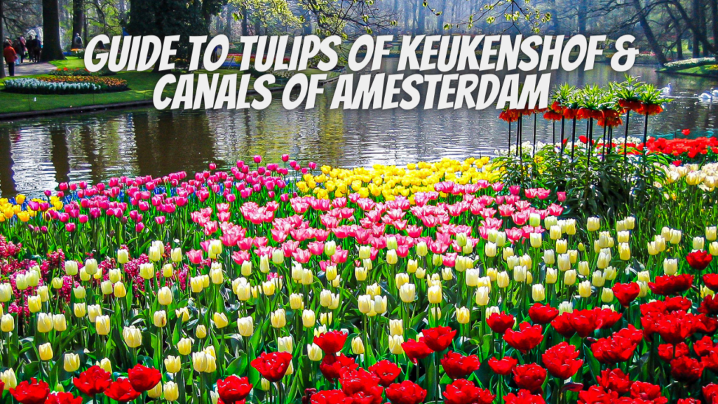 Guide To Tulips of Keukenshof & Canals of Amesterdam